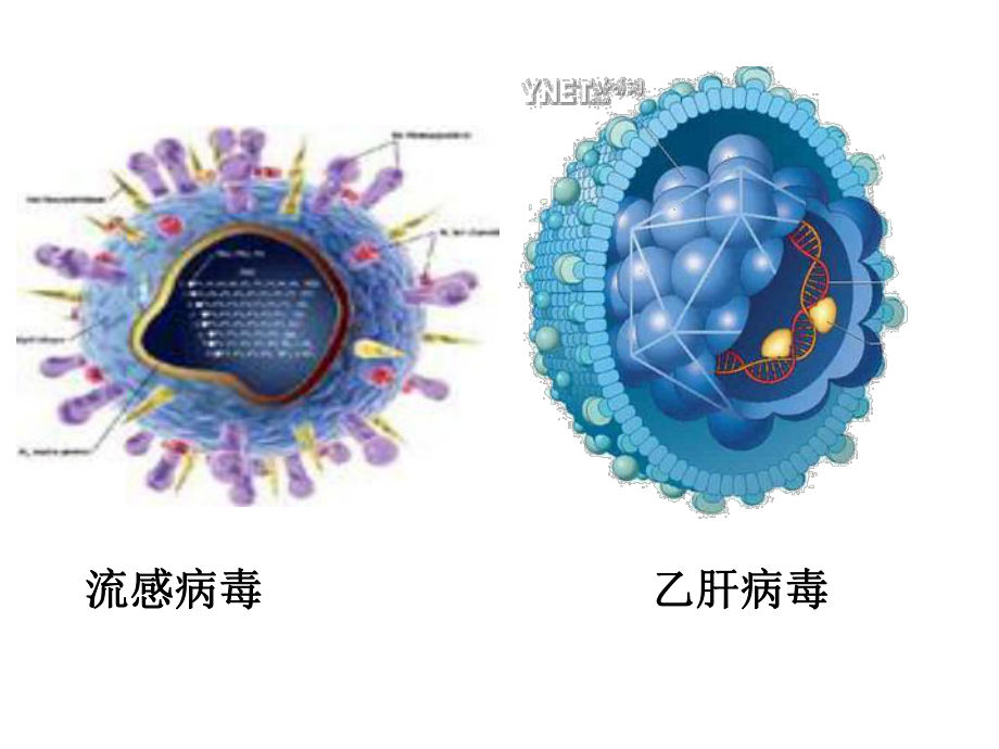 神奇的微生物.ppt_第3页