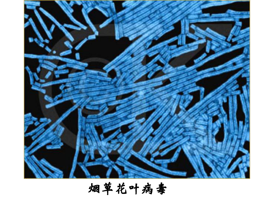 神奇的微生物.ppt_第3页