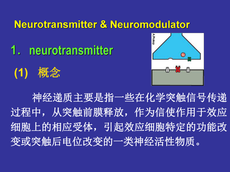 神经生物学重点.ppt_第1页