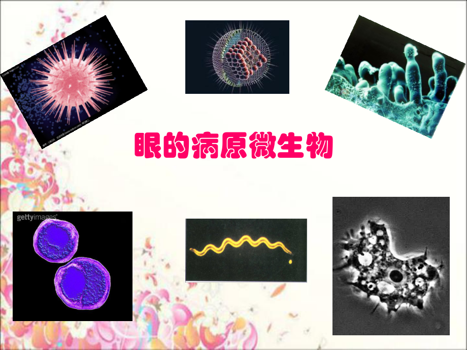 眼的病原微生物.ppt_第2页