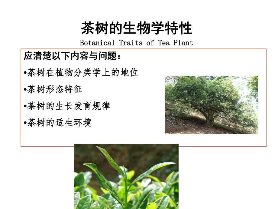 茶树的生物学特性.ppt_第2页