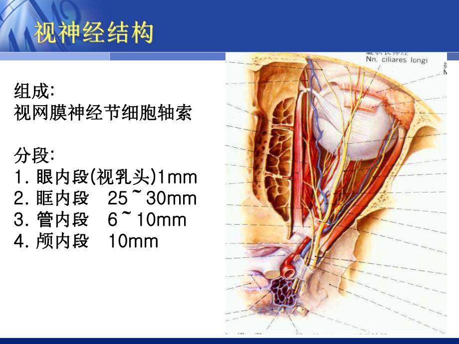 视神经疾病(医学PPT课件).ppt_第2页