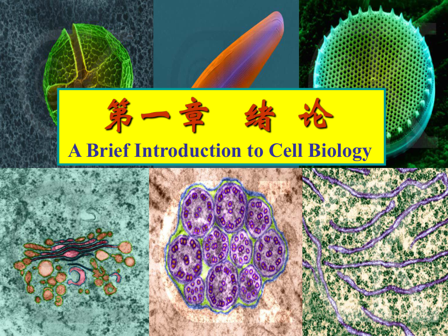 细胞生物学绪论.ppt_第1页