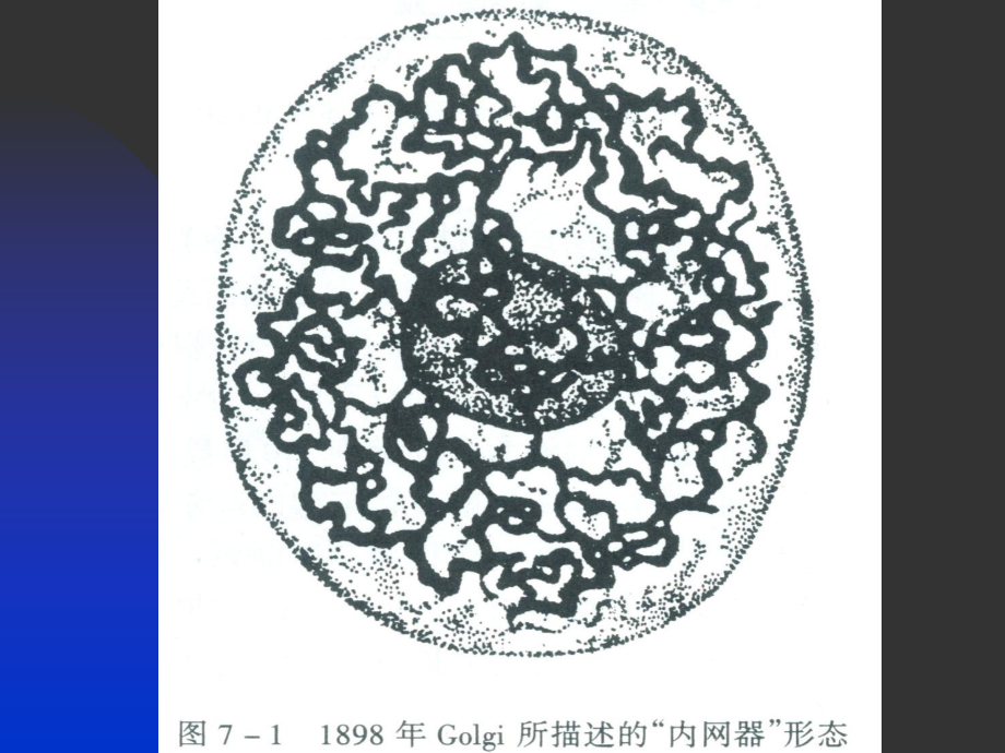 细胞生物学4高尔基体.ppt_第2页