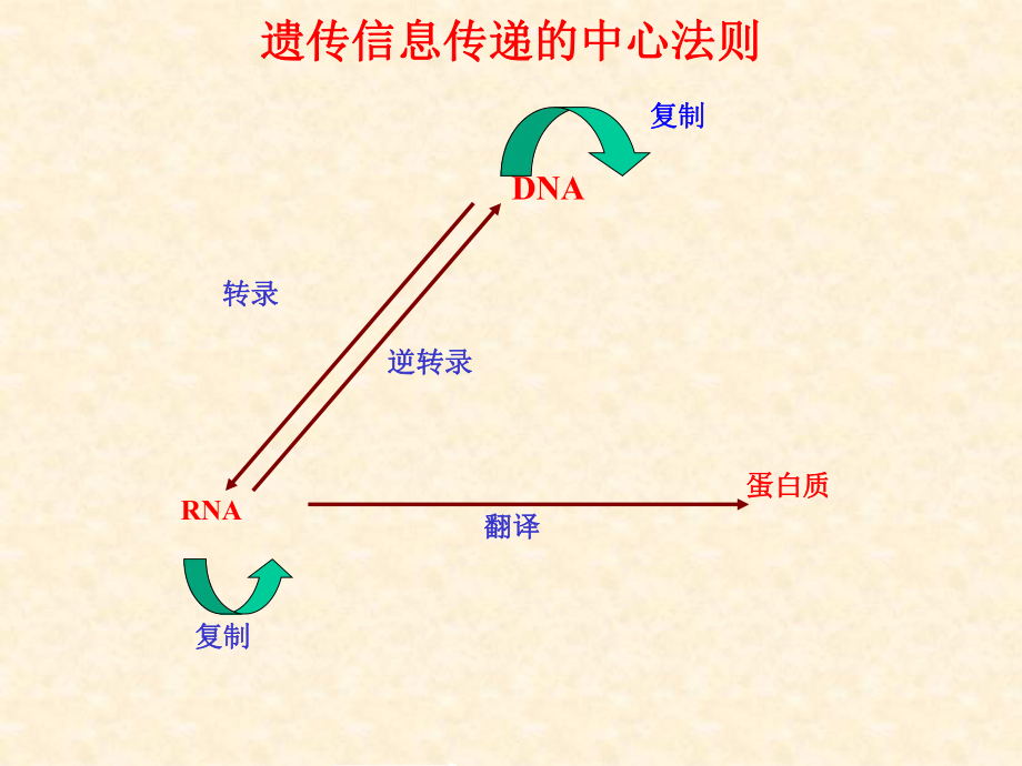 蛋白质的生物合成PPT医学课件.ppt_第3页