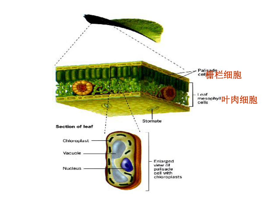 细胞生物学叶绿体.ppt_第3页