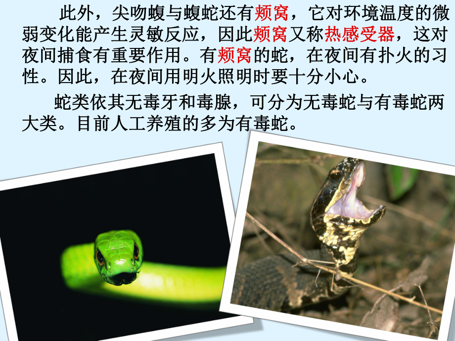 蛇的生物学特性.ppt_第3页