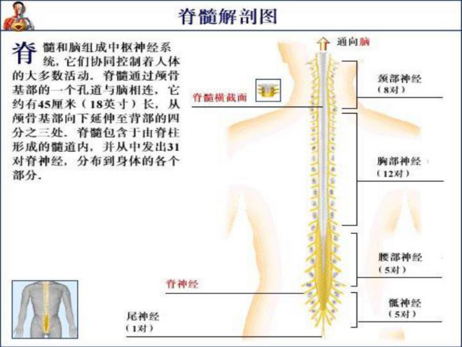 脊髓病精品医学课件.ppt_第3页