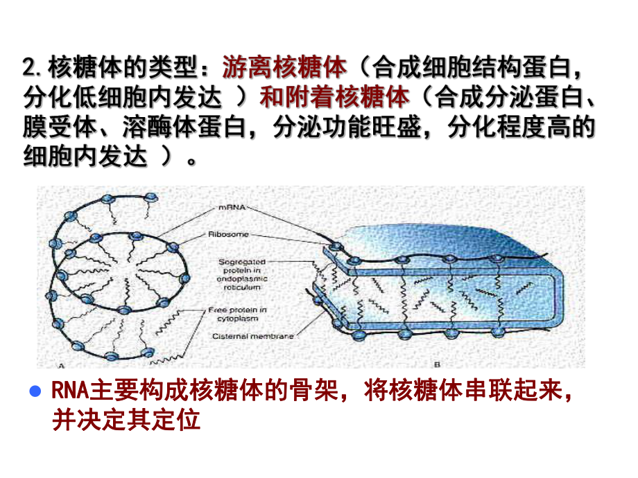 细胞生物学核糖体.ppt_第2页