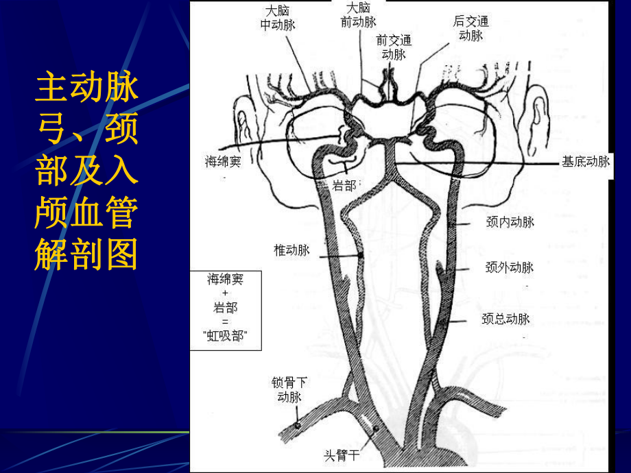 脑血管解剖及造影术PPT医学课件.ppt_第2页