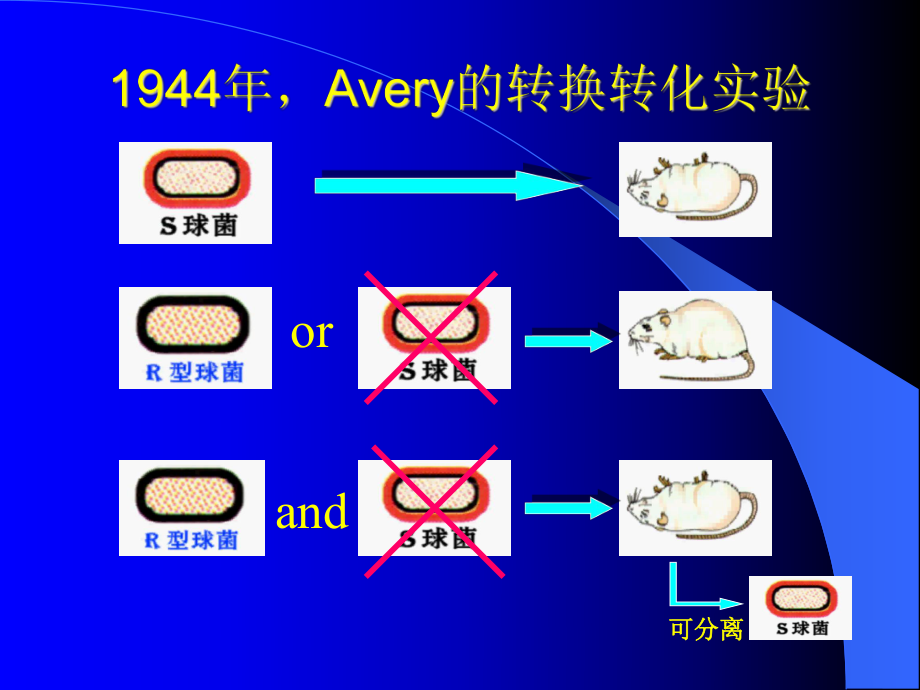 生物化学核酸.ppt_第3页