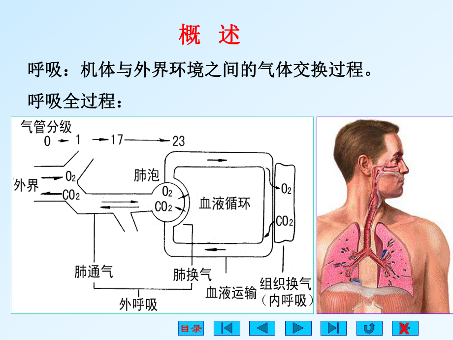 生理学课件呼吸ppt.ppt_第2页