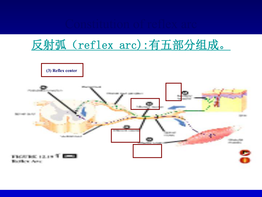 生理学——神经系统3.ppt_第3页