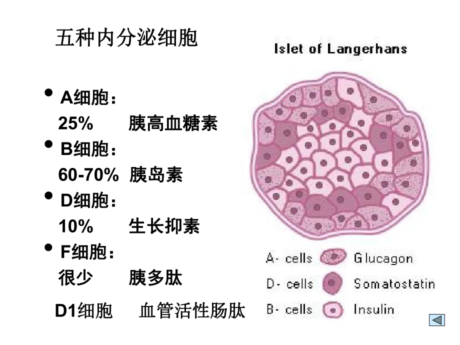 生理学胰腺的内分泌.ppt_第2页