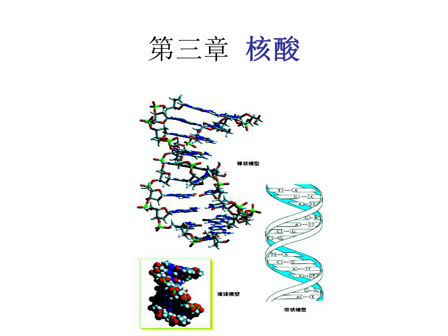 生物化学核酸.ppt_第1页