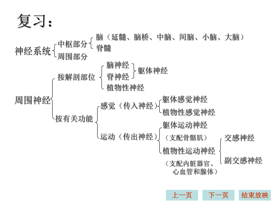 生理学课件神经系统.ppt_第2页