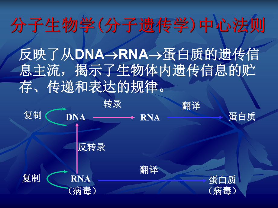 生物化学核酸生物合成.ppt_第2页