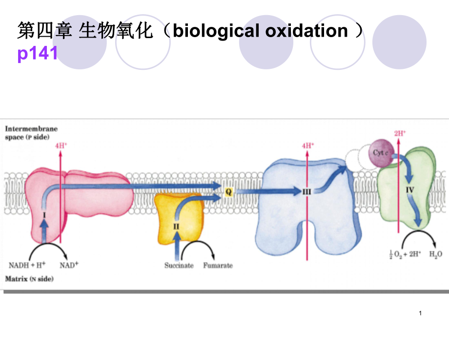 生物化学——生物氧化.ppt_第1页