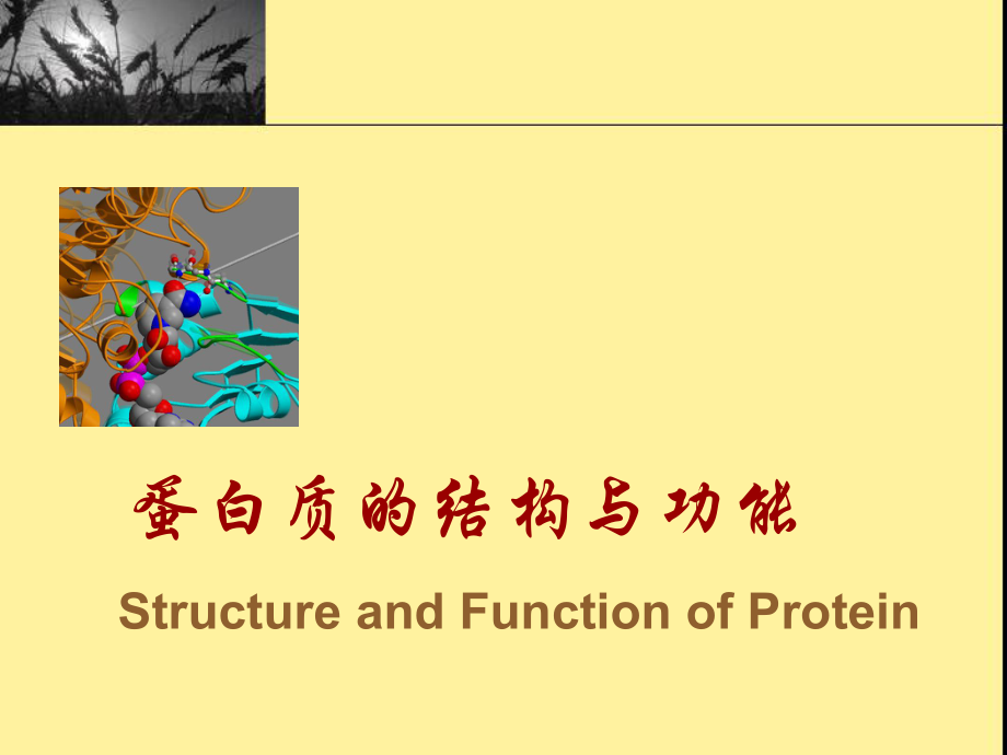 生物化学蛋白质的结构与功能课件.ppt_第1页