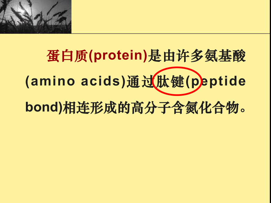 生物化学蛋白质的结构与功能课件.ppt_第2页