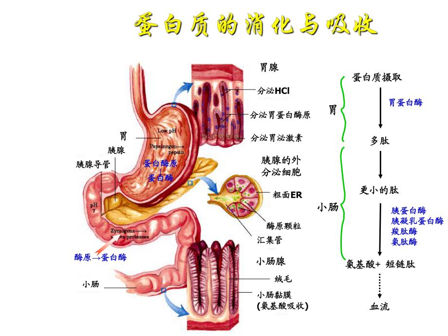 生物化学氨基酸的分解代谢.ppt_第1页