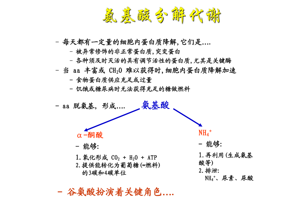 生物化学氨基酸的分解代谢.ppt_第3页