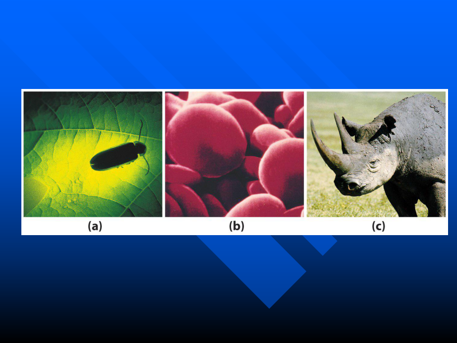 生物化学氨基酸.ppt_第2页