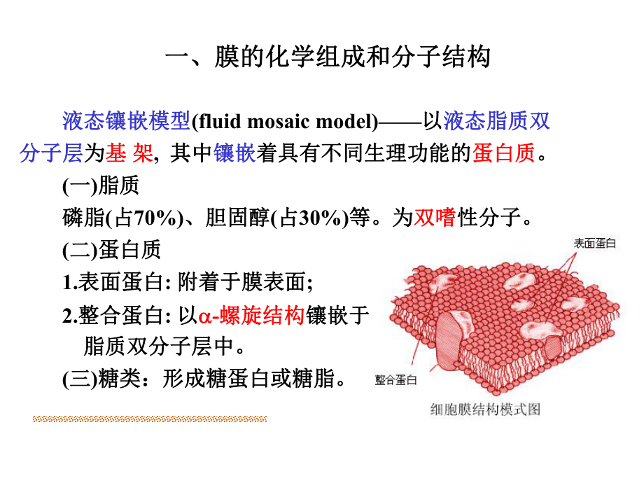 生理学细胞的基本功能.ppt_第3页