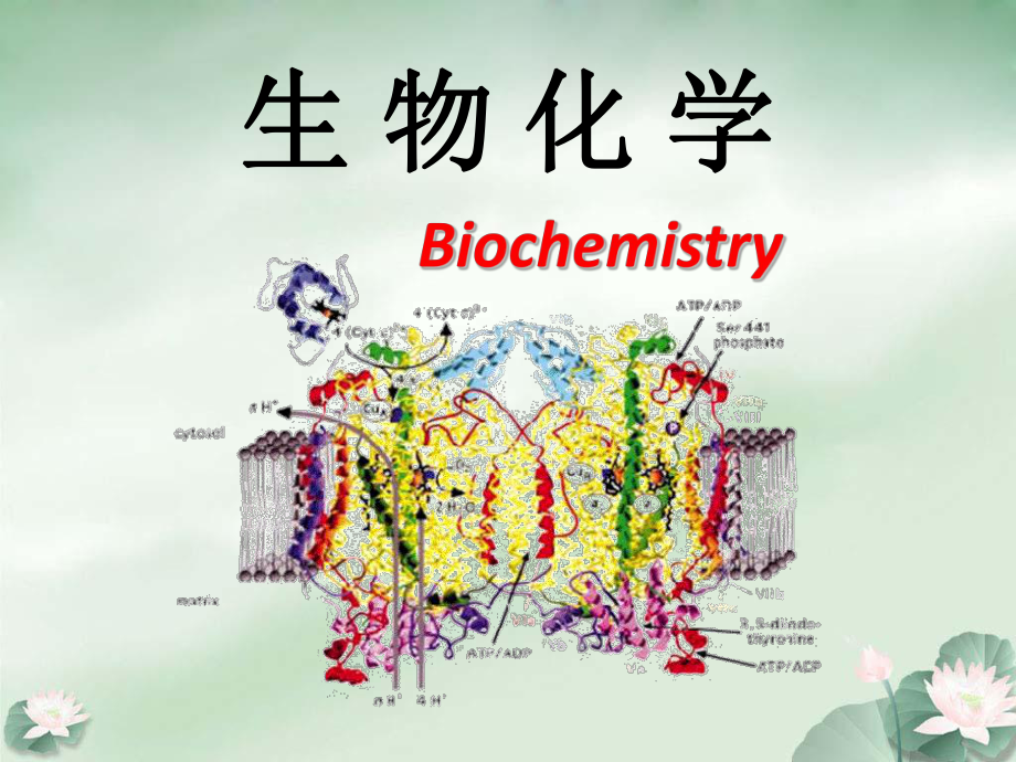 生物化学的发展简史..ppt_第1页