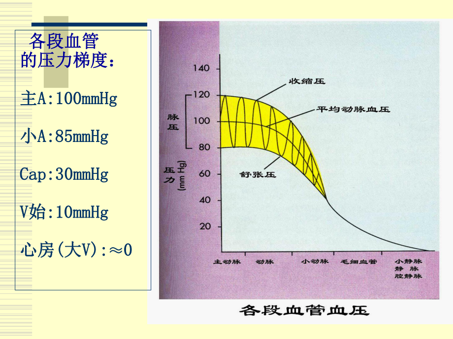 生理学血管生理.ppt_第3页