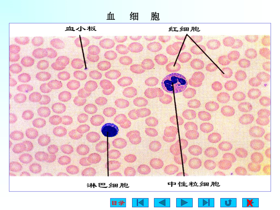 生理学课件血液ppt.ppt_第3页