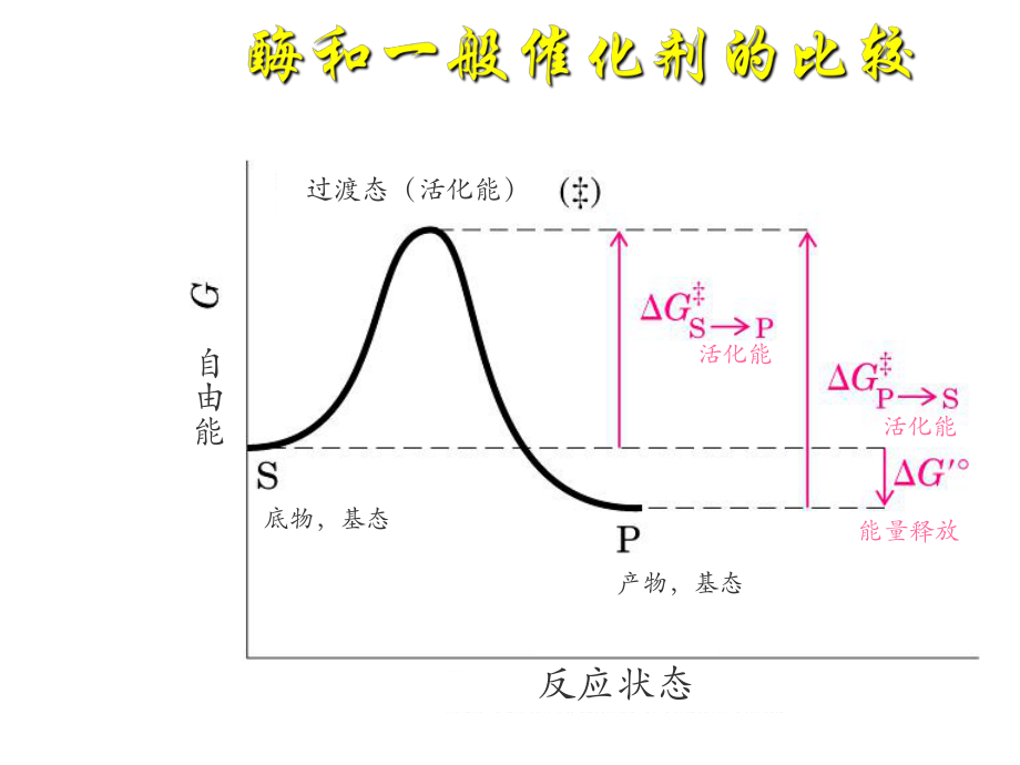 生物化学酶学.ppt_第3页