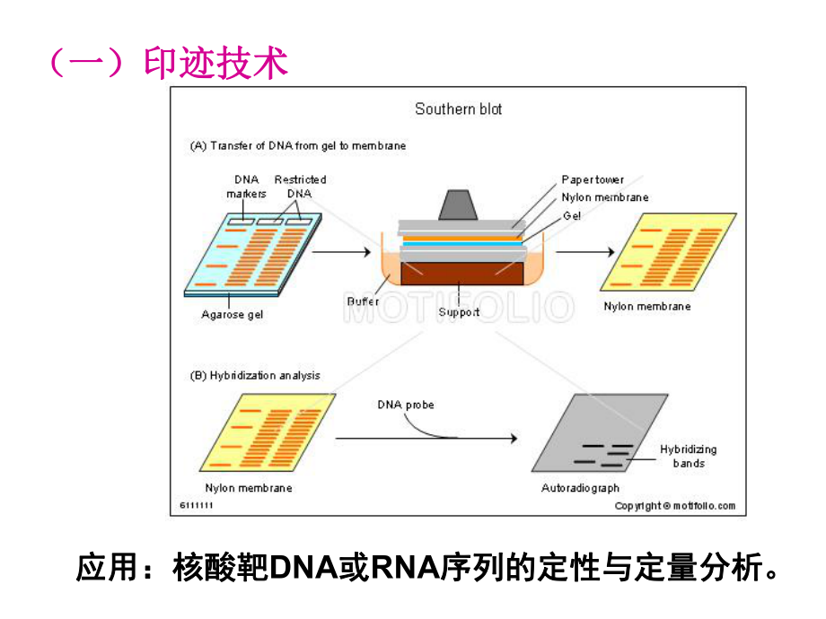 生物化学分子杂交.ppt_第3页