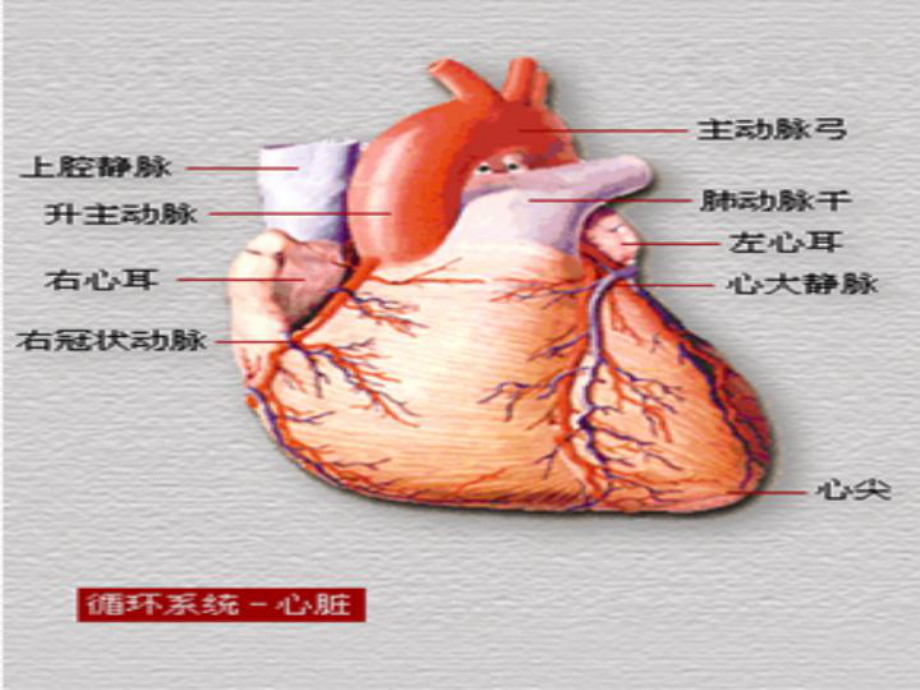 病理生理学冠心病.ppt_第2页