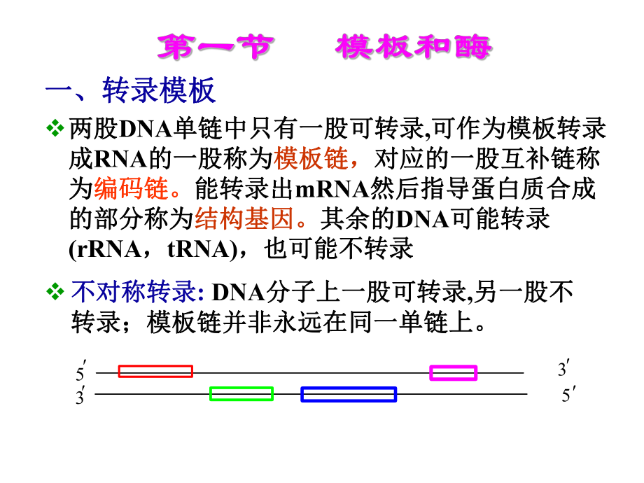 生物化学之转录.ppt_第3页