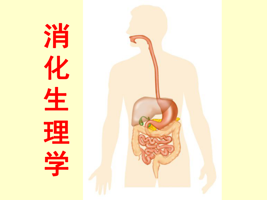 生理学消化课件.ppt_第1页