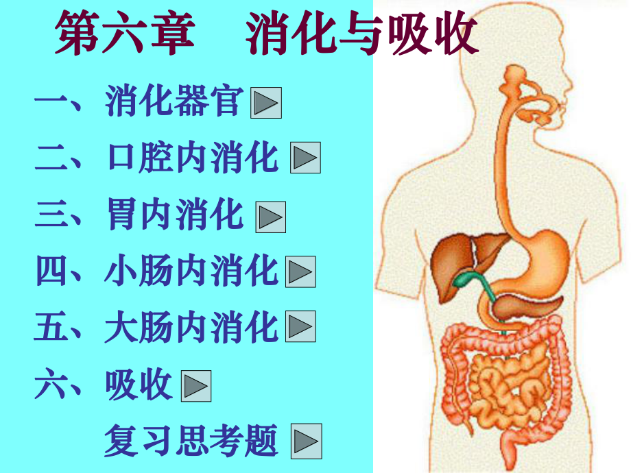 生理学消化课件.ppt_第2页