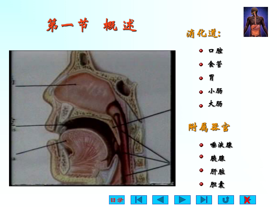 生理学消化与吸收.ppt_第2页