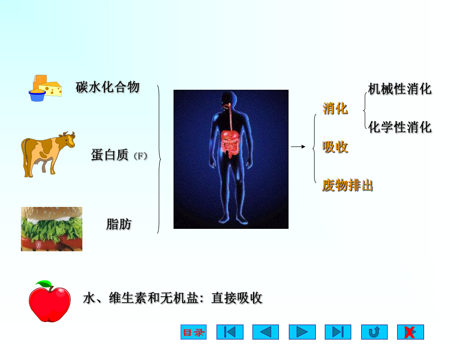 生理学消化与吸收.ppt_第3页