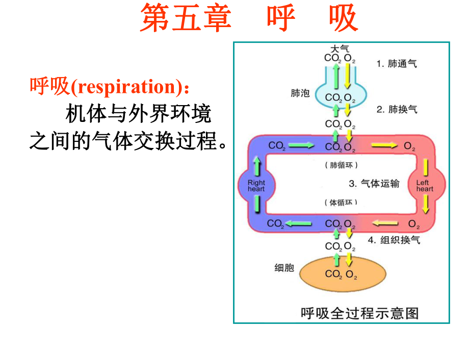 生理学课件呼吸.ppt_第1页