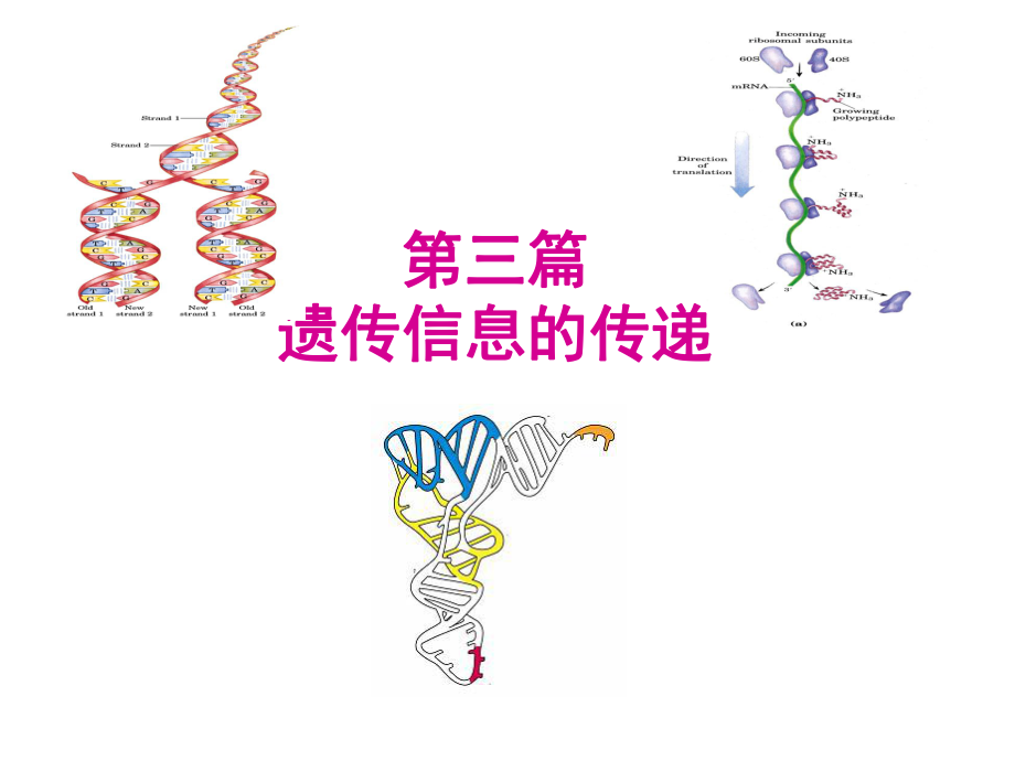 生物化学DNA的生物合成.ppt_第1页