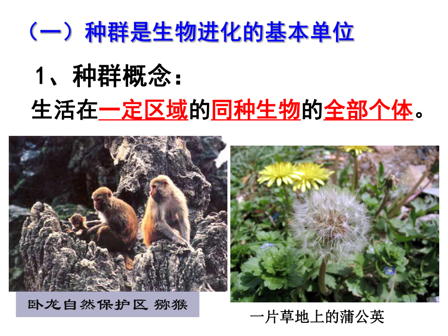 现代生物进化理论的主要内容.ppt_第3页