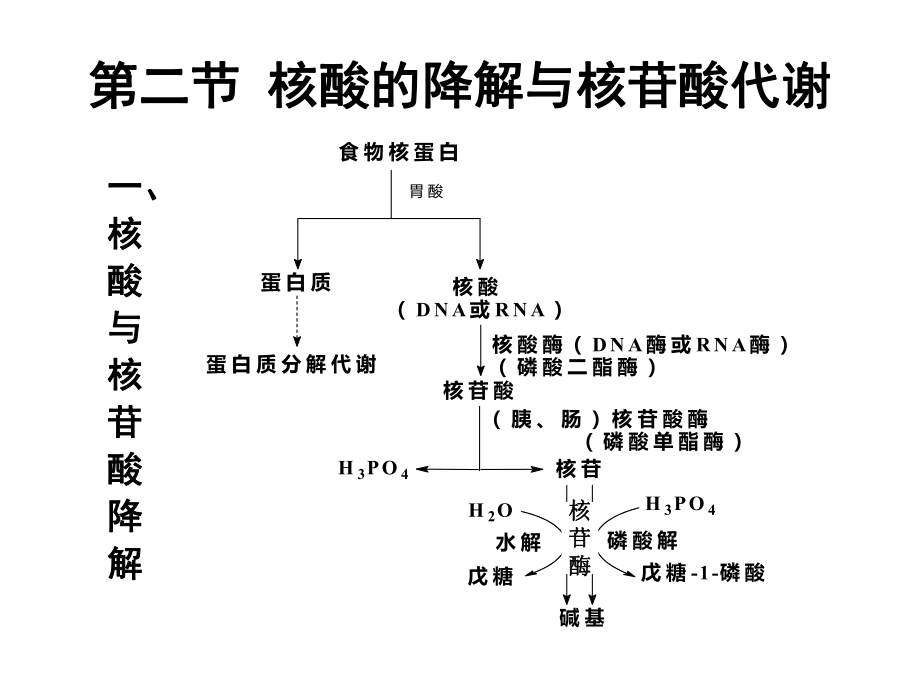 生物化学核苷酸代谢.ppt_第3页