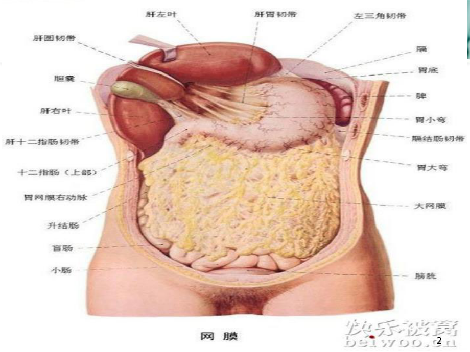 胃癌教学课件幻灯片课件.ppt_第2页