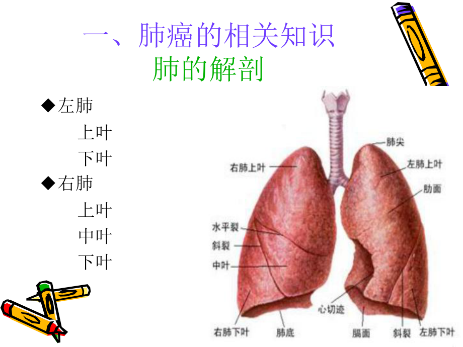 肺癌的护理查房.ppt_第3页