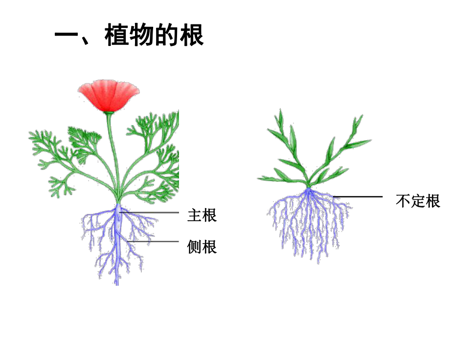 在实验室里观察植物课件.ppt_第3页