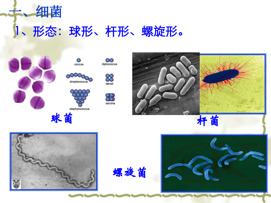 微生物的实验室培养(一轮).ppt_第2页