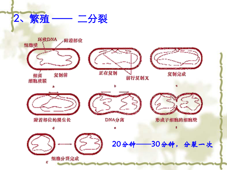 微生物的实验室培养(一轮).ppt_第3页