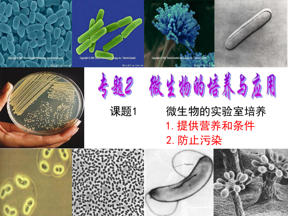 微生物的实验室培养(上课).ppt_第3页