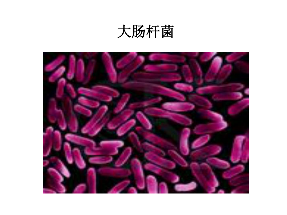 微生物的实验室培养.ppt_第2页